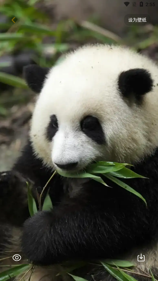 景深壁纸app下载免费版 v1.1