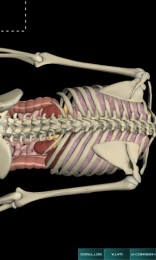 人体解剖学图集 v3.10.5