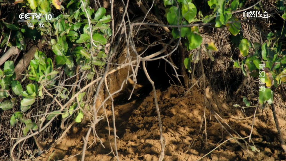 小飞电视纯净版tv v2.6.1