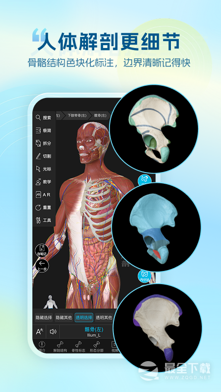 维萨里3D解剖 v6.9.9