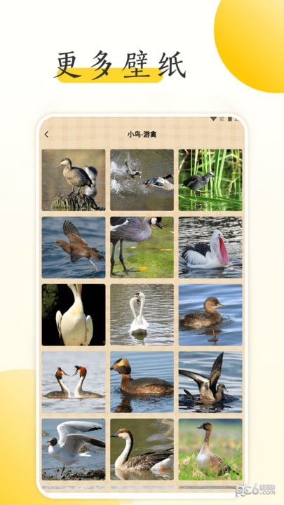 小鸟壁纸大全 v1.2