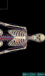 人体解剖学图集 v3.10.5