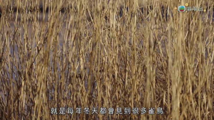 全聚合电视tv版 v2.0.5